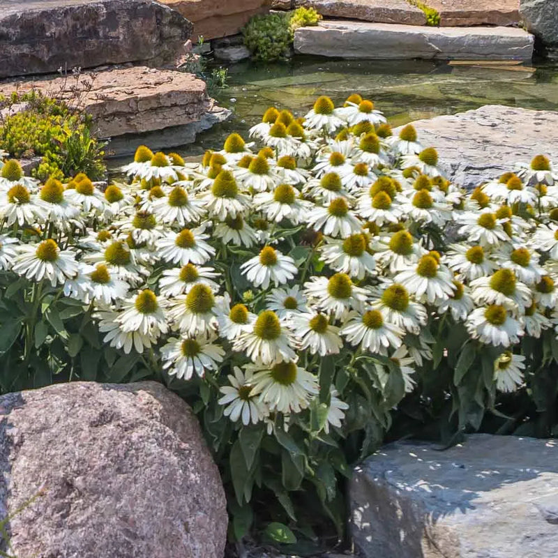 Weiß (weiß echinacea) samen for anpflanzung in home garten