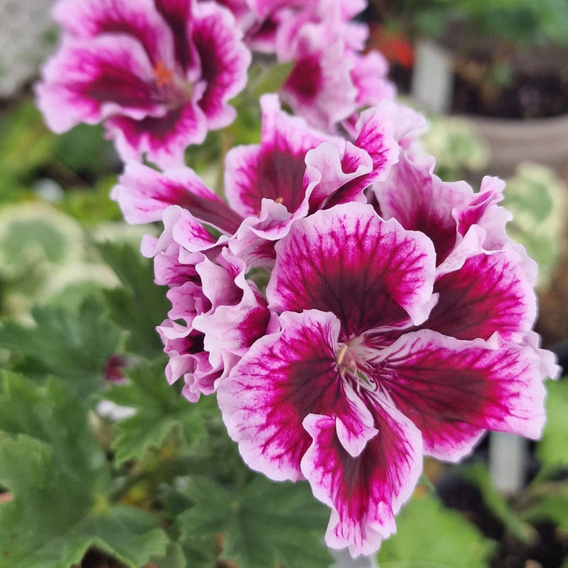 Semillas de flores de geranio rosa y burdeos para sembrar – cultivo – variedad tradicional y semillas de jardín doméstico sin OMG