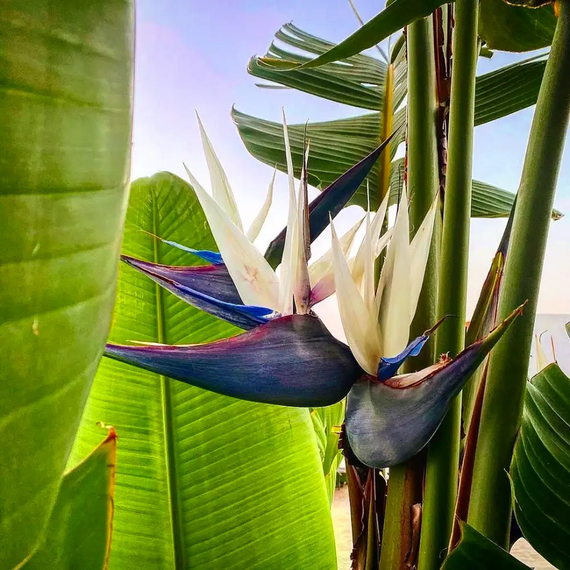 Blanco Ave del paraíso Reginae semillas de flores para sembrar variedad resistente variedad tradicional y sin organismos modificados genéticamente semillas para el jardín doméstico