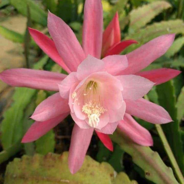 Semillas de Epiphyllum rosa para siembra – tolerantes a la sequía – variedad tradicional y sin ingeniería genética, semillas para el jardín doméstico