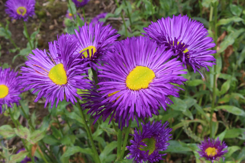 Graines d’érigéron violet faciles à semer