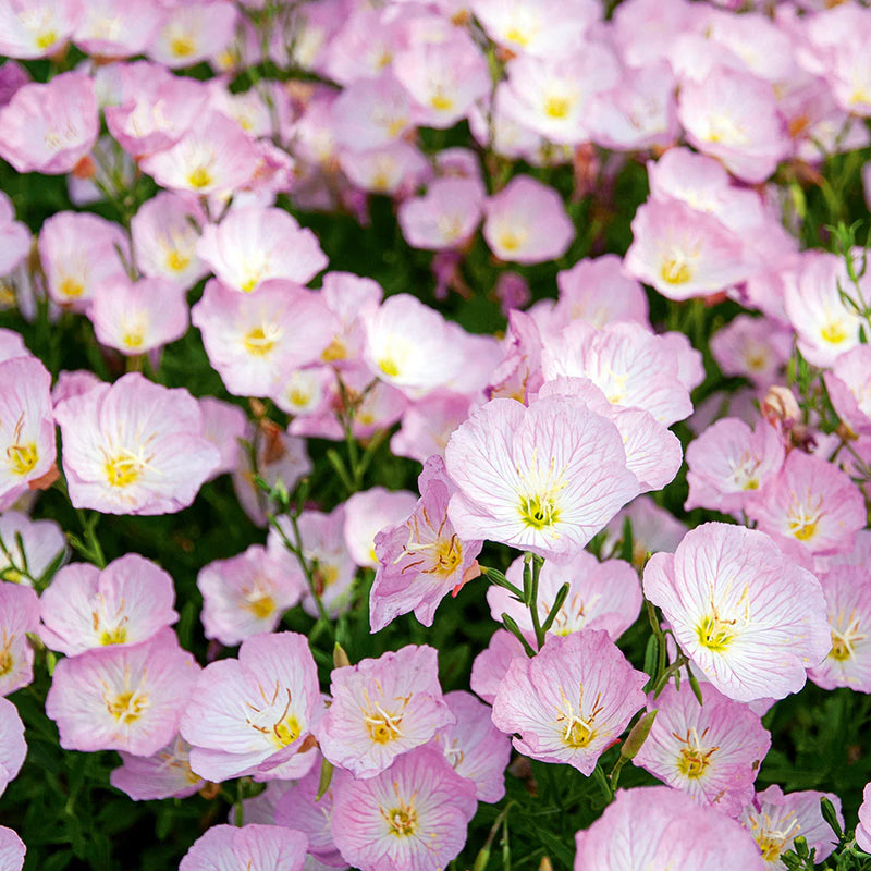 Graines de fleurs de primevère rose à semer – fleurs éclatantes – variété traditionnelle et graines de jardin sans OGM