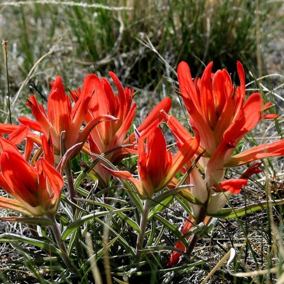 Roja Castilleja semillas de flores para sembrar – tolerante a la semisombra – variedad tradicional y semillas sin ingeniería genética para el jardín doméstico