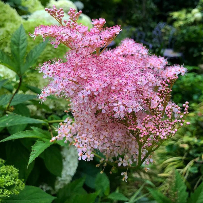 Graines de fleurs roses de Filipendula rubra à semer – variété robuste – variété traditionnelle et graines sans OGM pour le jardin potager