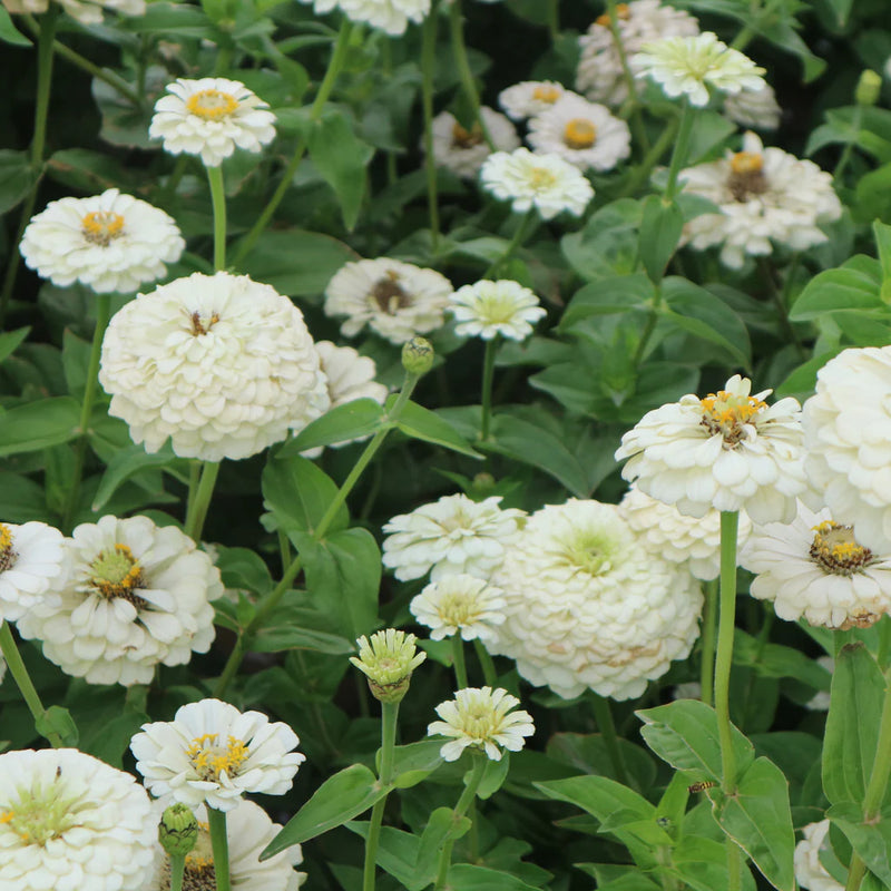 Semillas de flores blancas Oklahoma para sembrar – flores brillantes – variedad tradicional y sin ingeniería genética, semillas para jardín doméstico