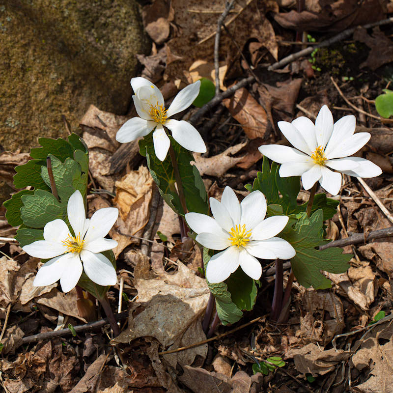 Semillas de flores blancas de Sanguinaria para siembra – tolerantes a la sequía – variedad tradicional y semillas sin modificación genética para el jardín doméstico