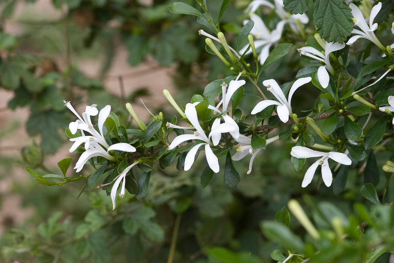 Semillas de flores de madreselva del Cabo blancas para siembra – luminosas – variedad tradicional y semillas sin ingeniería genética para el jardín de casa