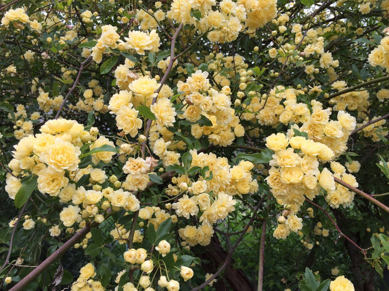 Rosa banksia blume samen for anpflanzung - drought tolerant, heirloom & gmo free samen for home garten
sale samen for home garten
