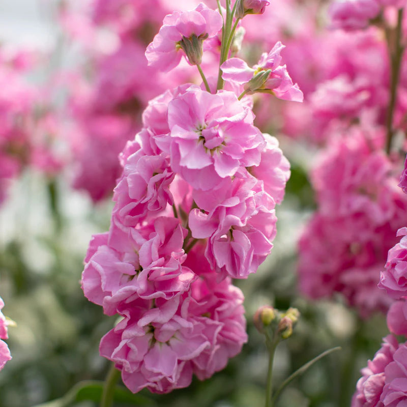 Semillas de alhelí rosa (Incana) para siembra, tolerantes a la semisombra, variedad tradicional y sin ingeniería genética, semillas para jardín doméstico
