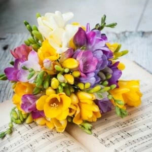 Graines de freesia violettes et jaunes à semer, indispensables au jardin de campagne, variété traditionnelle, sans OGM, graines pour jardin familial