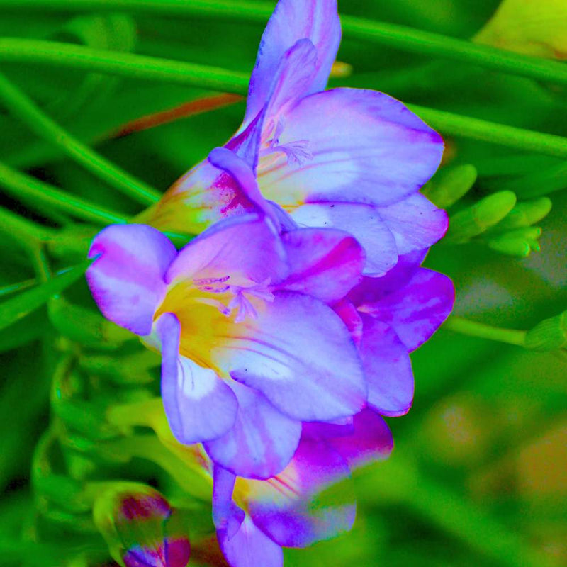 Violet Freesia graines de fleurs à semer, aimant le soleil, variété traditionnelle et sans OGM, graines pour jardin familial