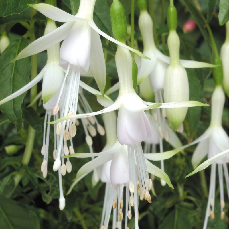 Semillas de fucsia blanca para sembrar: magníficas flores anuales