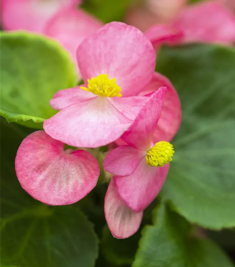 Semillas de flores de begonia rosas y blancas para sembrar – mezcla de flores silvestres – variedad tradicional y sin ingeniería genética, semillas para el jardín doméstico