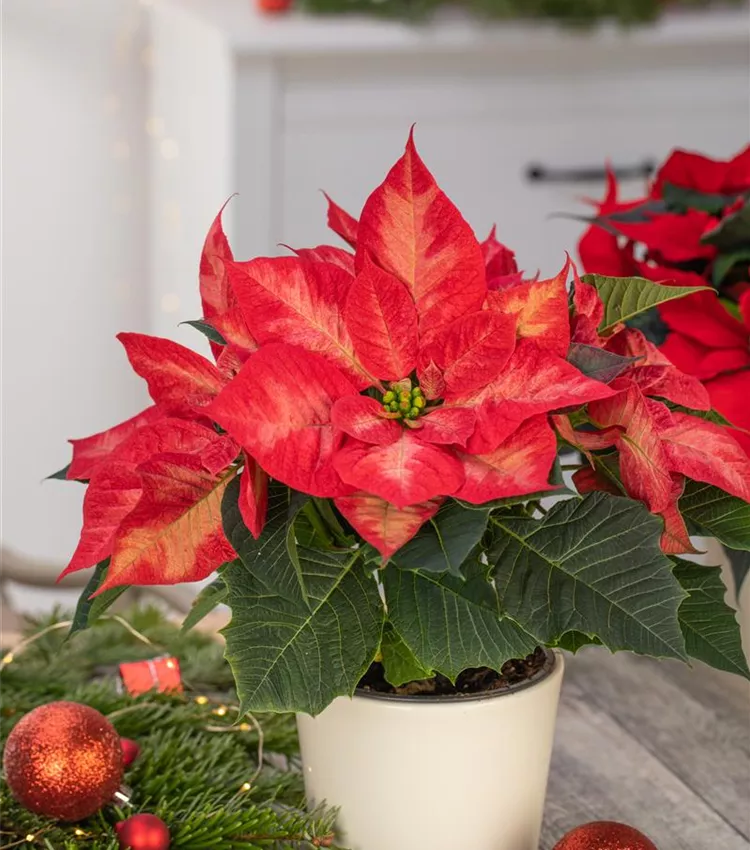 Semillas de flores de flor de Pascua para sembrar, popular como flor de corte, variedad tradicional y sin ingeniería genética, semillas para el jardín de casa
