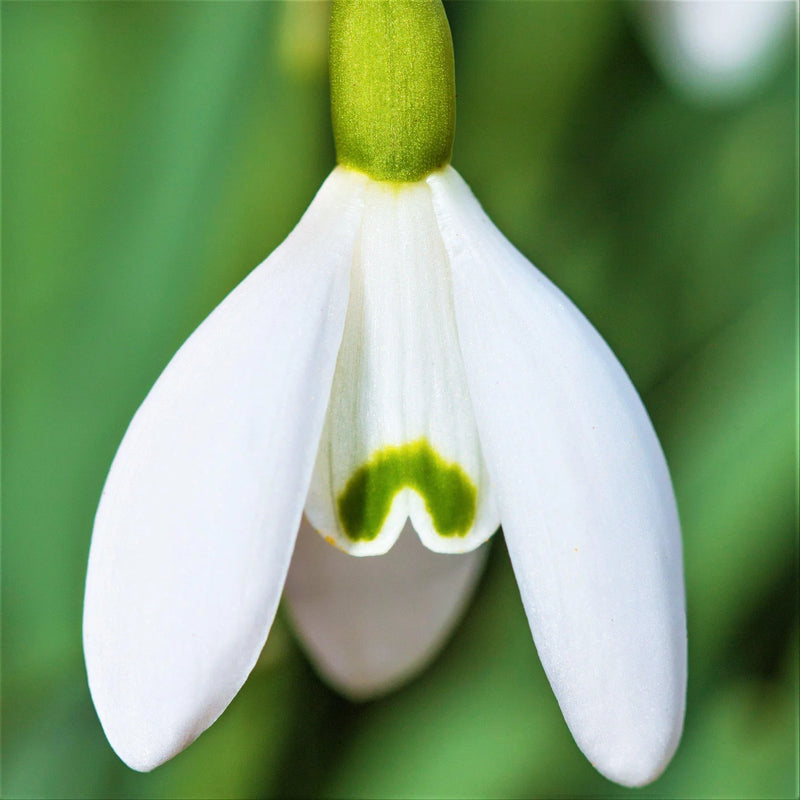 Semillas de flores Galanthus blancas para sembrar, cultivo de plántulas – variedad tradicional y sin transgénicos, semillas para el jardín doméstico