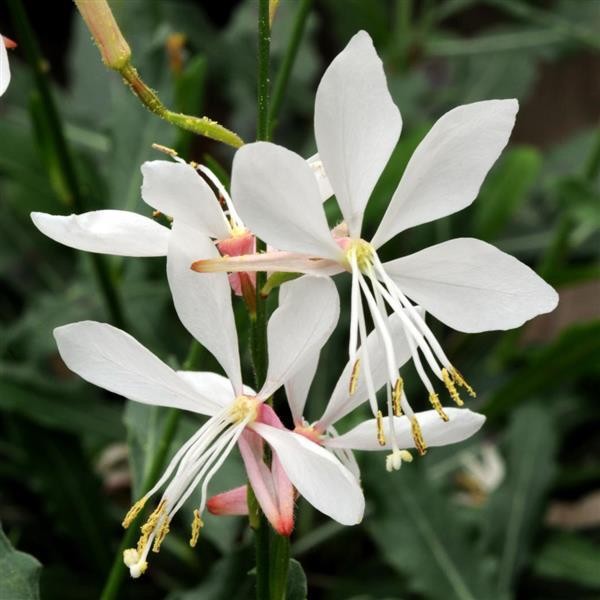 Weiß gaura lindheimeri samen for anpflanzung