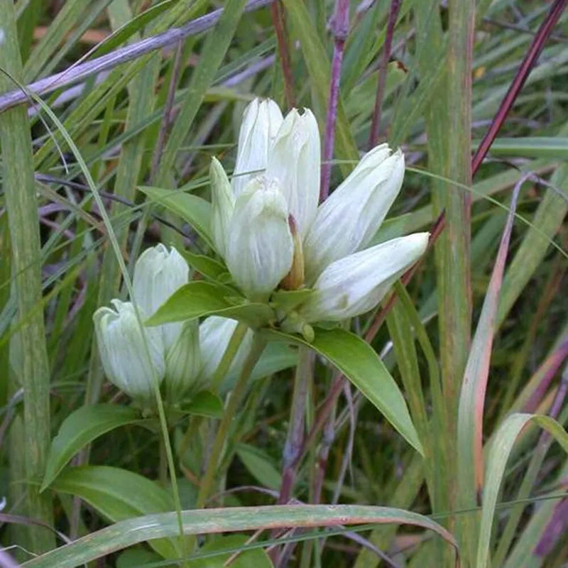 Graines de gentianes blanches à semer, culture facile, variété traditionnelle et sans OGM, graines pour jardin familial
