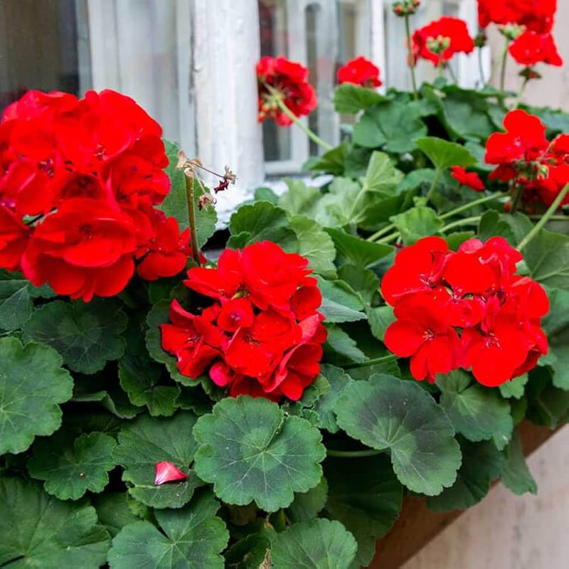Rot weiß geranium samen for anpflanzung