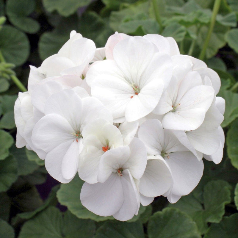 Weiß pelargonium blume samen for anpflanzung - cottage garten essential, heirloom & gmo free samen for home garten
sale for anpflanzung in home garten