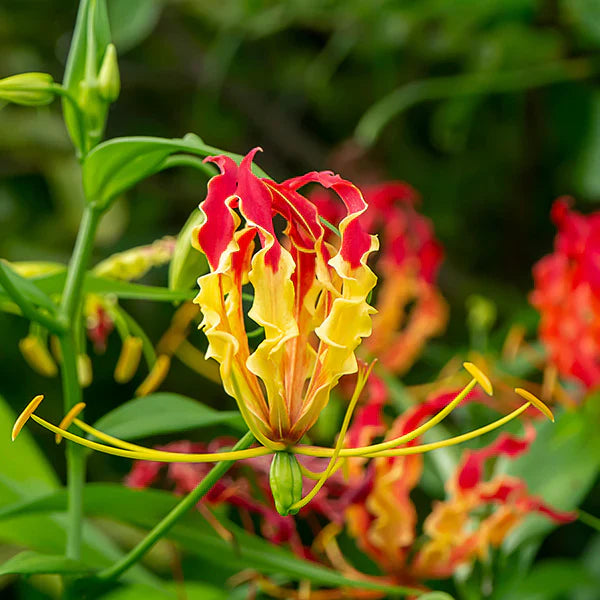 Rot gloriosa superba samen for anpflanzung