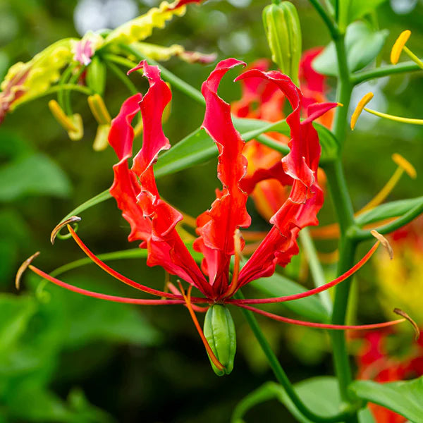 Graines de gloriosa Rothschildiana rouge et jaune