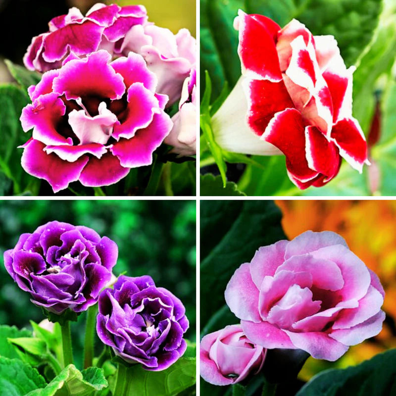 Semillas de flores de gloxinia rosa y lila para sembrar – crecimiento compacto – variedad tradicional y semillas no transgénicas para el jardín doméstico
