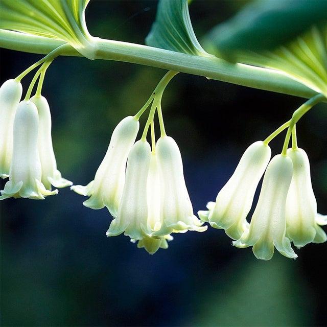 Ornamental grün solomon seal foliage pflanze