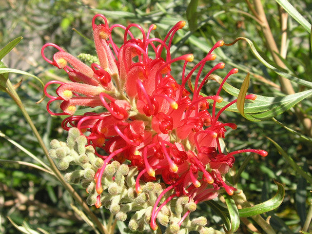 Rot grevillea robusta blume samen for anpflanzung cut blume favorite heirloom & gmo free samen for home garten
sale for anpflanzung in home garten