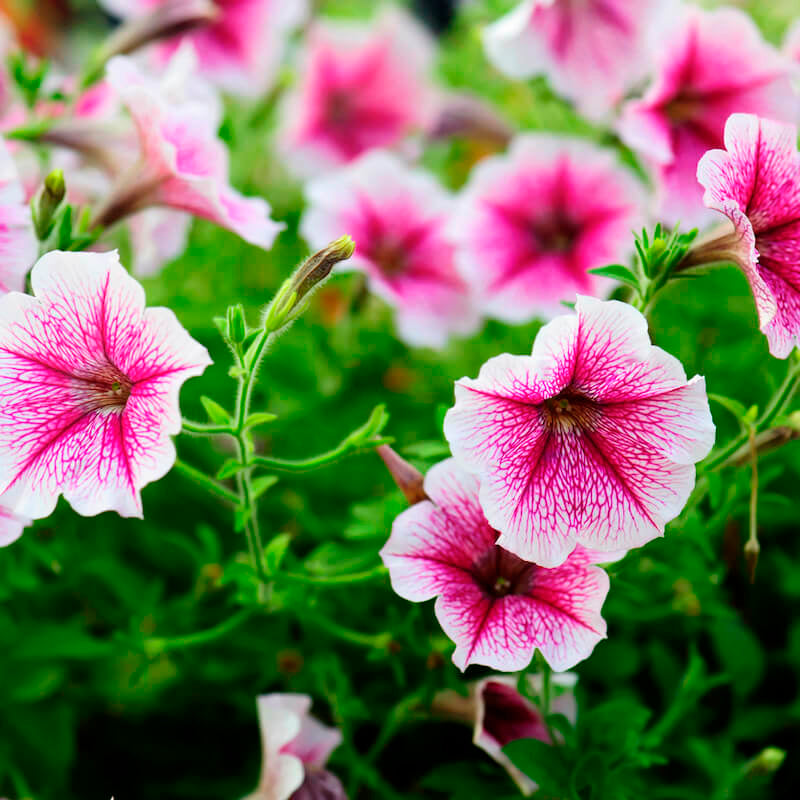 Pale rosa petunia blume samen for anpflanzung - low maintenance, heirloom & gmo free samen for home garten
sale for anpflanzung in home garten