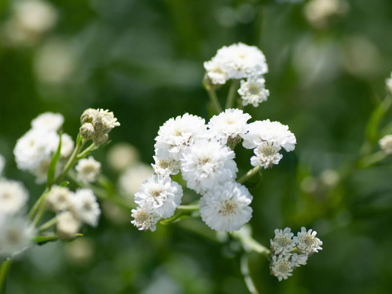 Semillas de Gypsophila repens blanca, brillantes, para jardines y exhibiciones de plantas