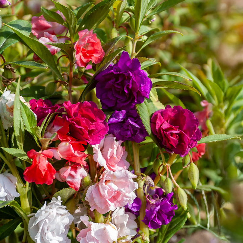 Semillas de flores de camelia rosa para sembrar, variedad tradicional de alta calidad y sin ingeniería genética, semillas para el jardín doméstico