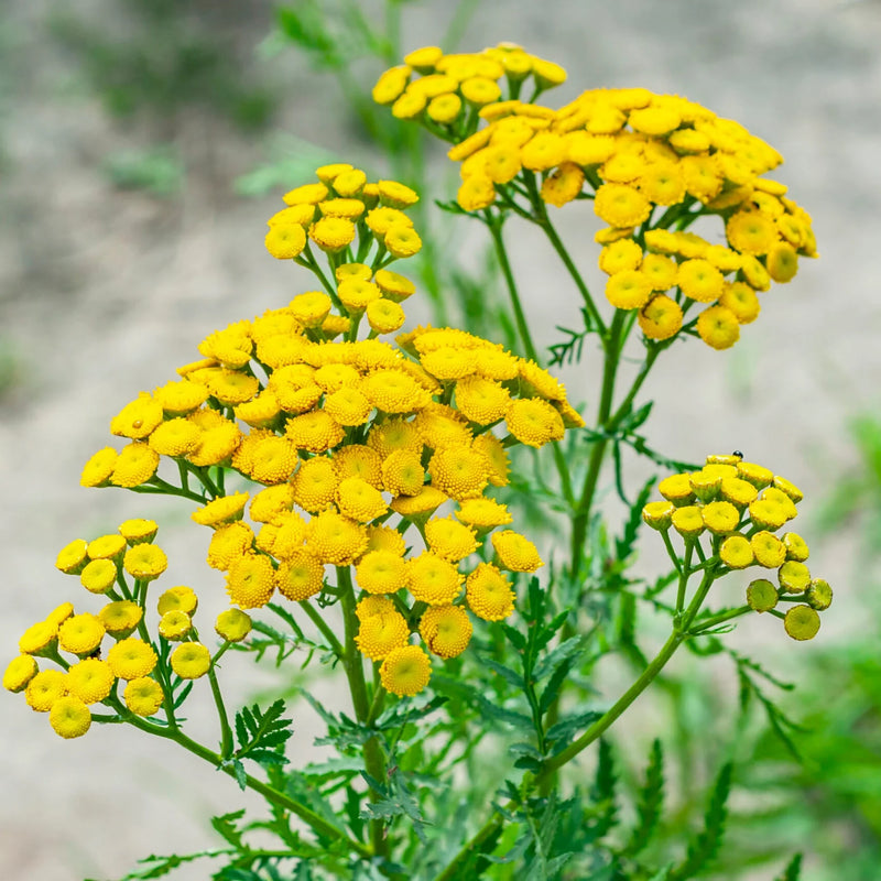 Semillas de flores de la variedad tradicional Tansy para siembra, flores brillantes, variedad tradicional y sin ingeniería genética, semillas para el jardín doméstico