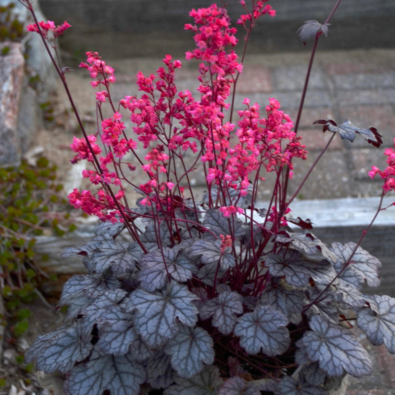 Semillas de flores de la variedad tradicional campanas de coral para sembrar, temporada de floración prolongada, variedad tradicional y sin OMG, semillas para el jardín doméstico