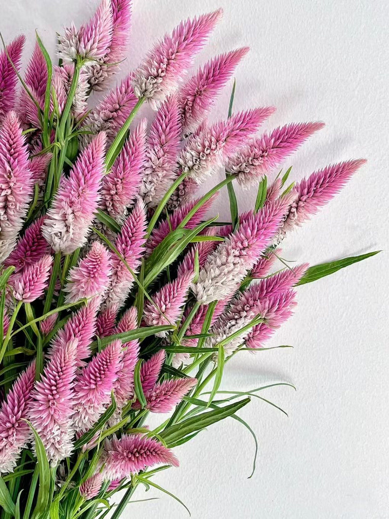 Semillas de Pteris rojas y moradas para sembrar – esenciales para jardines de estilo rústico – variedad tradicional y semillas sin ingeniería genética para el jardín doméstico