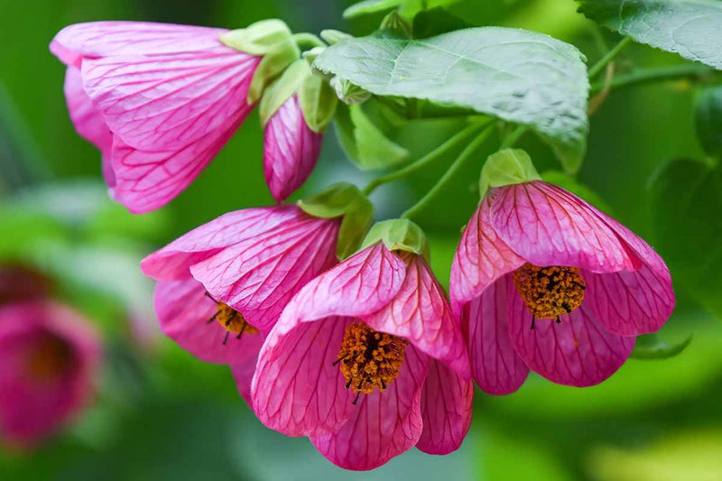 Semillas de abutilón para siembra – floración continua estacional – variedad tradicional y semillas de jardín doméstico sin ingeniería genética