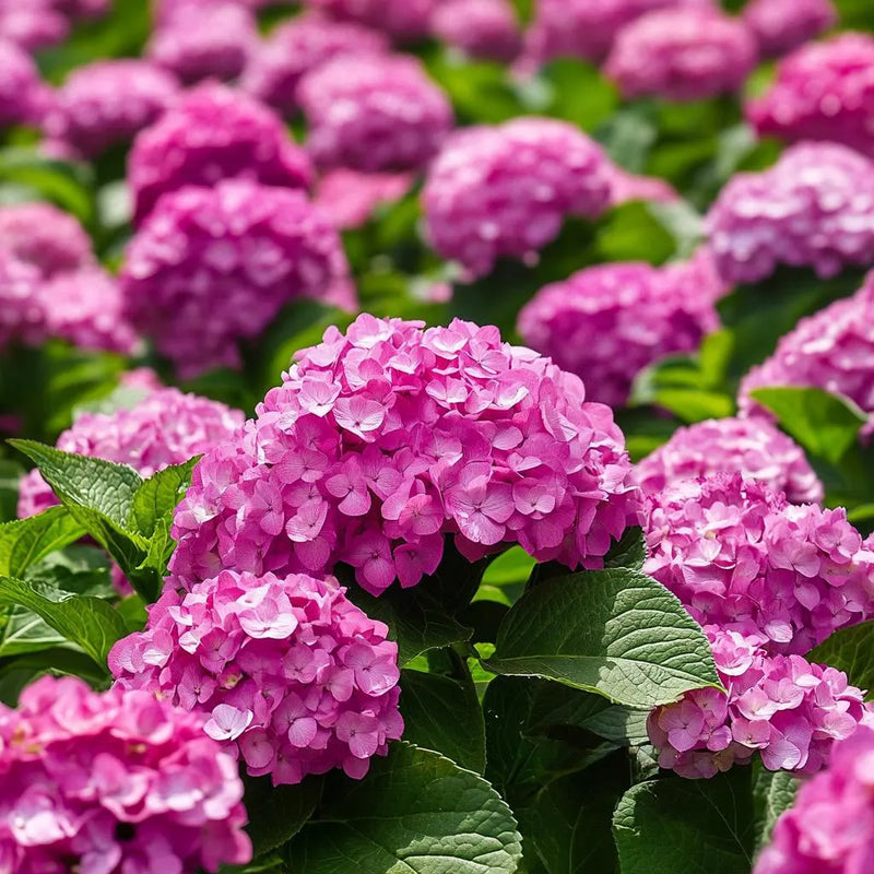 Rosa hydrangea samen for anpflanzung