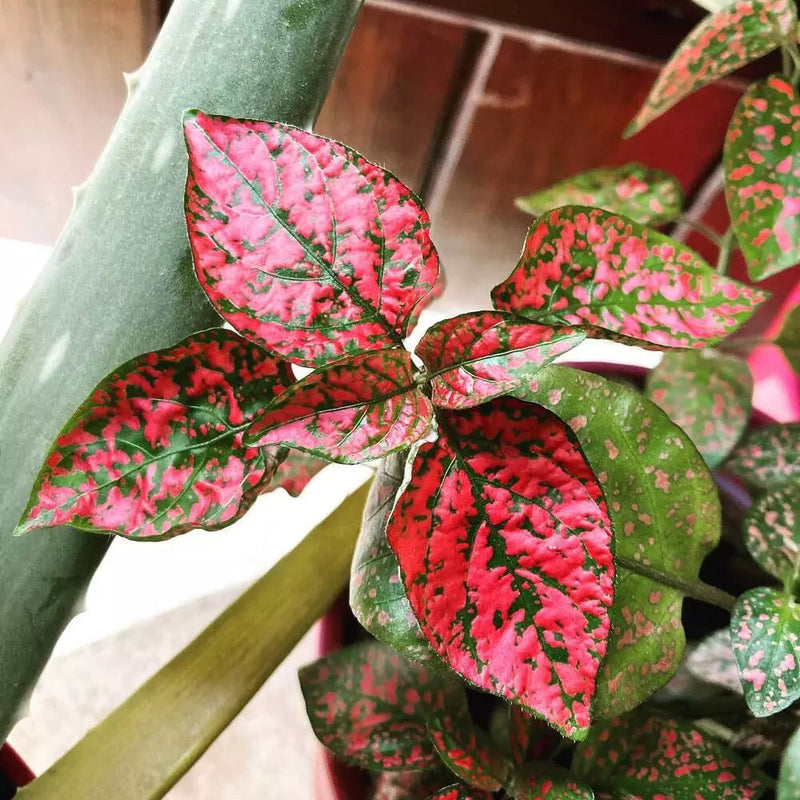 Rot hypoestes blume samen for anpflanzung hardy variety heirloom & gmo free samen for home garten
sale samen for home garten anpflanzung
