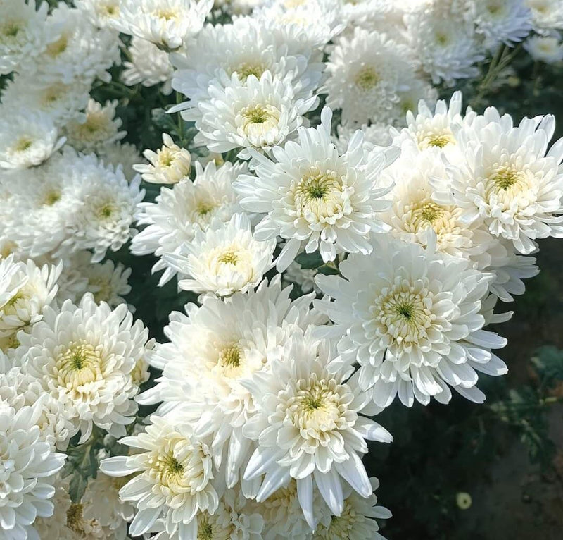Semillas de flores de crisantemo blanco o Quercifolia para sembrar – fáciles de cuidar – variedad tradicional y semillas sin transgénicos para el jardín doméstico