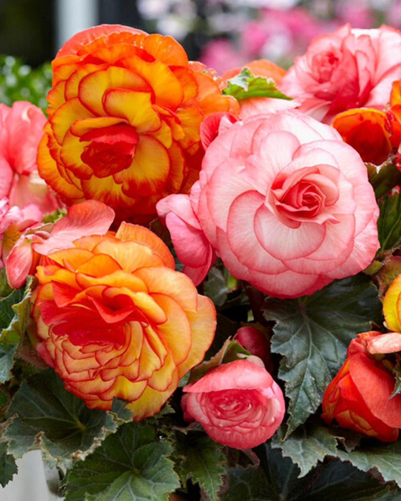 Semillas de begonia mezclada para sembrar: flores anuales coloridas