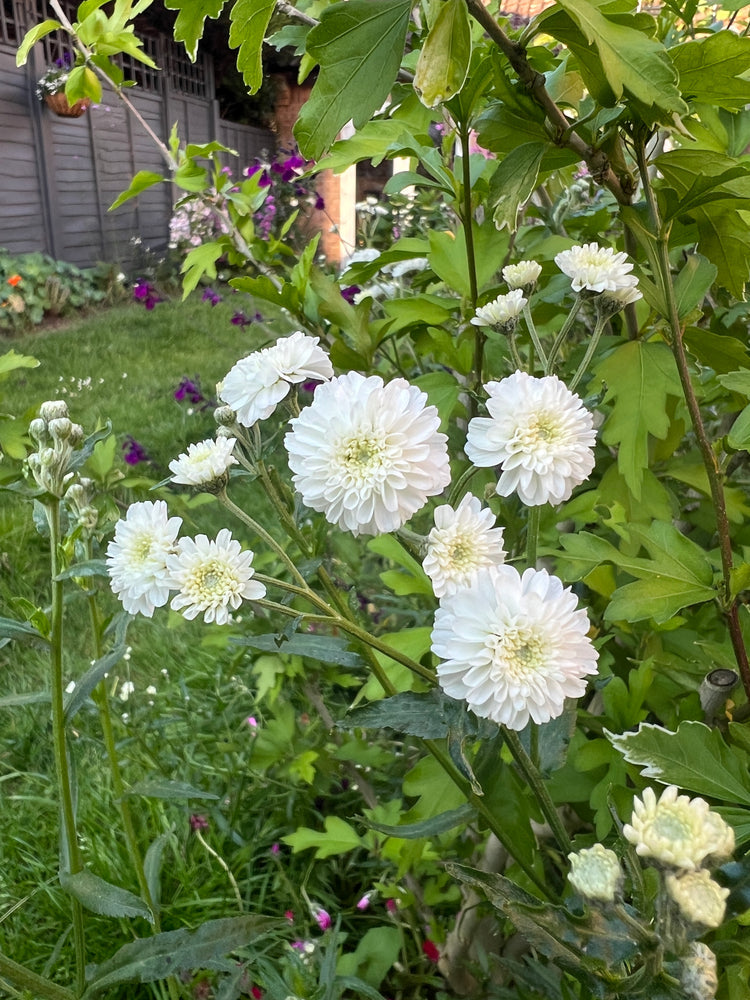 Ptarmica blume samen for anpflanzung shade tolerant heirloom & gmo free samen for home garten
sale for anpflanzung in home garten