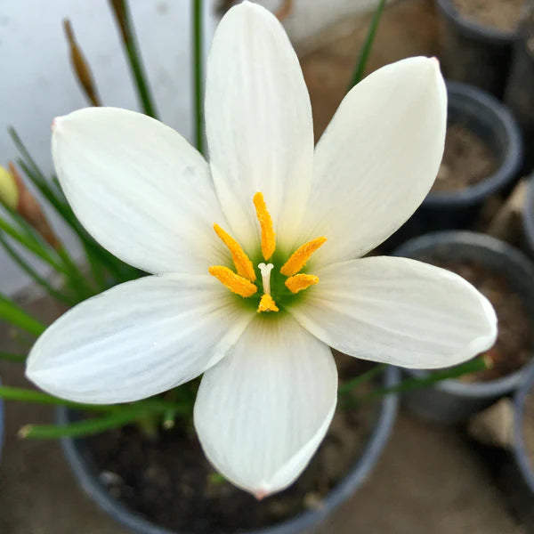 Semillas de flores de Sparaxis blanca para sembrar, popular como flor de corte, variedad tradicional y sin ingeniería genética, semillas para jardín doméstico