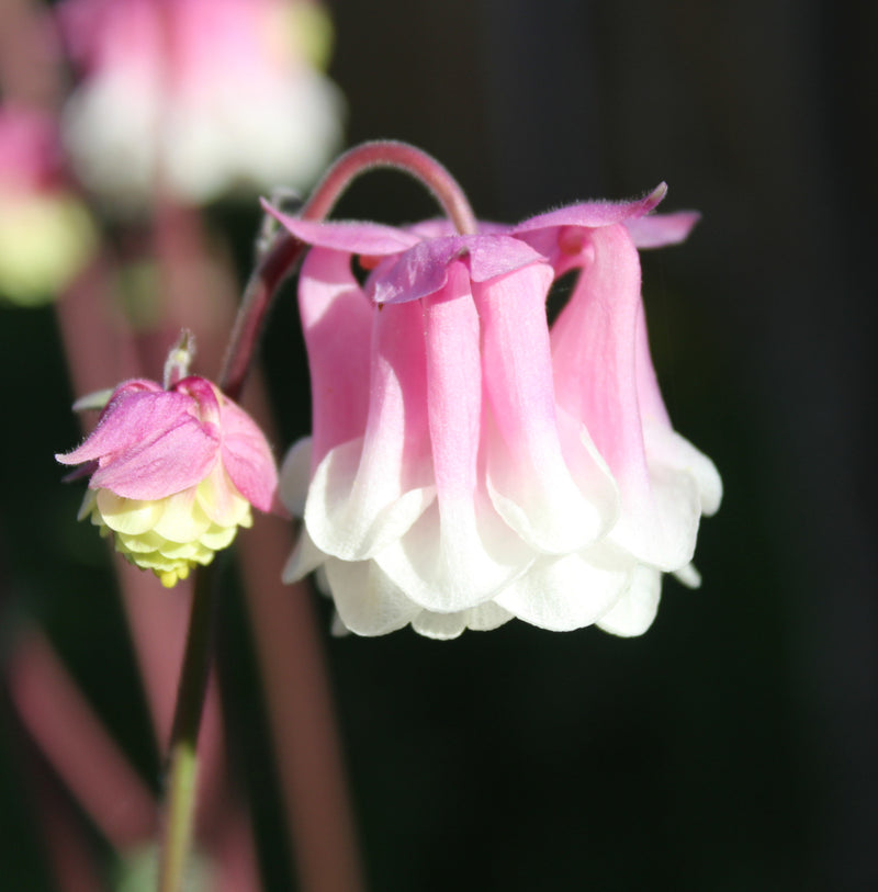 Graines de ‘Petticoat’ roses et blanches à semer – très appréciées au jardin – variété traditionnelle et sans OGM, graines pour le jardin