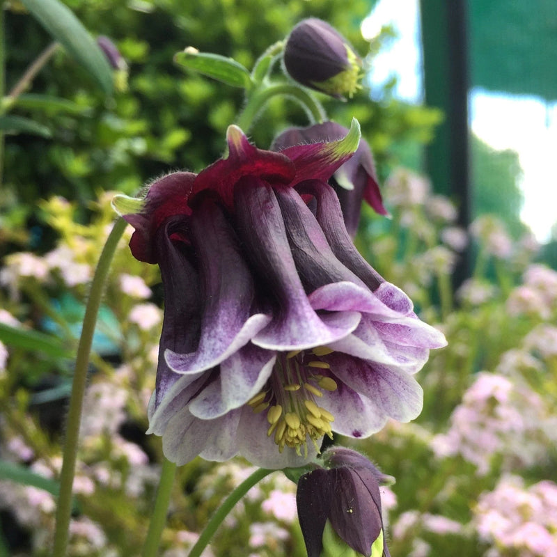 Semillas de flores de aguileña para sembrar, tolerante a la semisombra, variedad tradicional y sin ingeniería genética, semillas para el jardín doméstico
