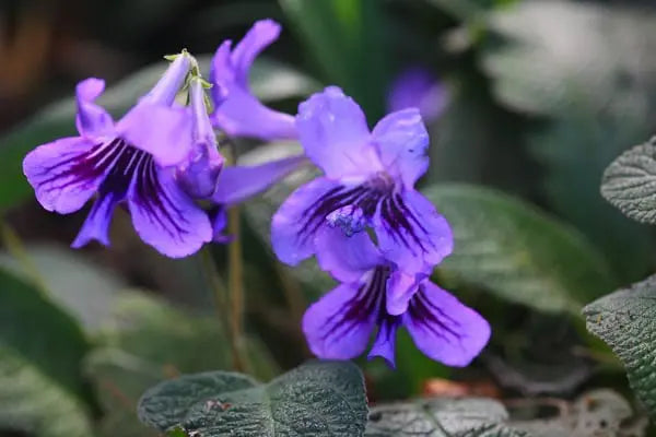 Semillas de flores de estreptocarpo, flores brillantes ideales para jardinería y siembra