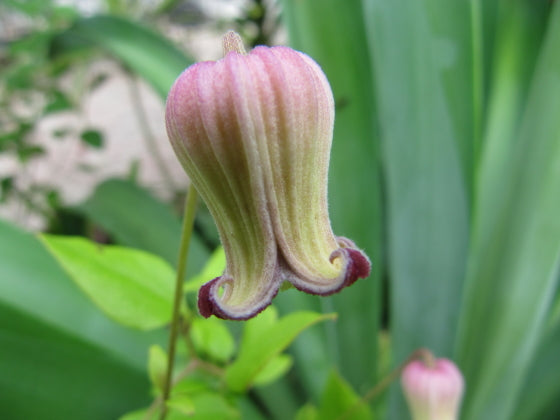 Semillas de clemátide reticulata para siembra, fáciles de cuidar, variedad tradicional y sin transgénicos, semillas para el jardín doméstico