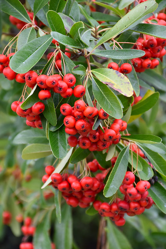 Graines rouges de Pyracantha Fortuneana pour semis, baies éclatantes – arbuste facile à cultiver