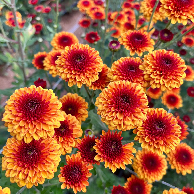 Graines de chrysanthème rouge et jaune à semer – fleurs éclatantes – variété traditionnelle et sans OGM, graines pour le jardin familial