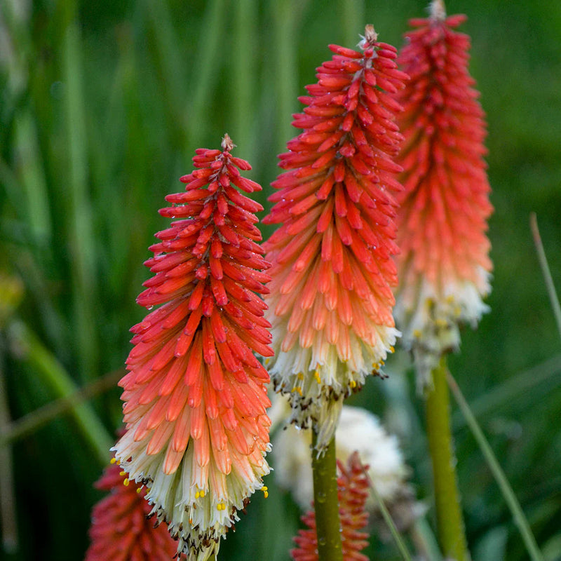 Rot hot poker blume samen for anpflanzung - drought tolerant, heirloom & gmo free samen for home garten
sale samen for anpflanzung in home garten