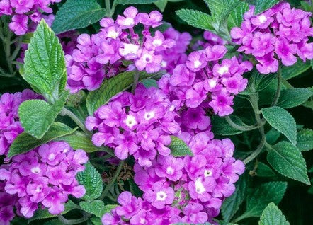Violet Lantana, graines de fleurs, longue saison de floraison, variété traditionnelle et sans OGM, graines pour jardin familial