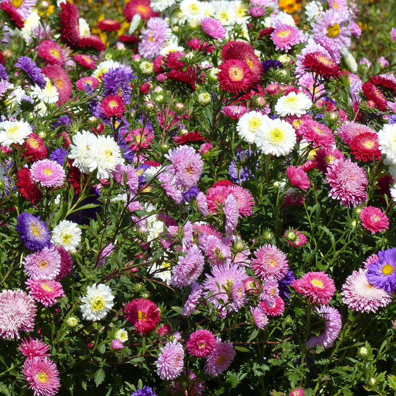 Semillas de flores de Callistephus rosa para siembra, variedad resistente y tradicional, sin ingeniería genética, semillas para el jardín doméstico